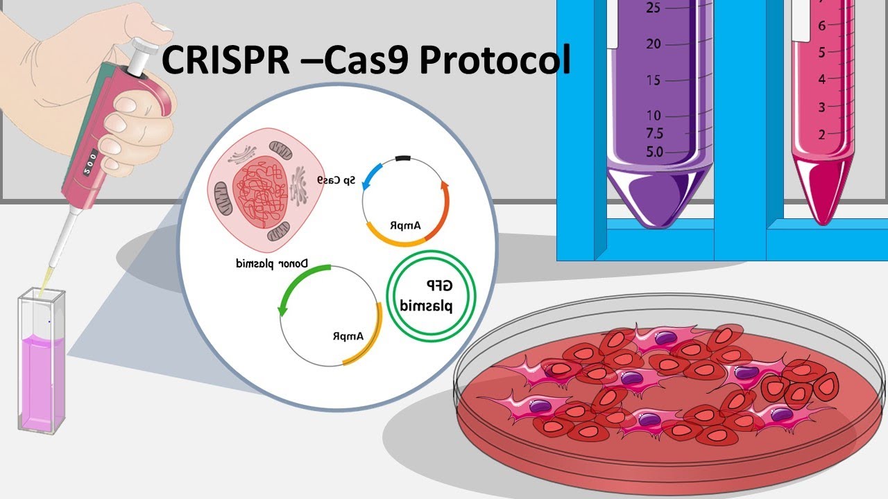 CRISPR Cas9 : How CRISPR can be performed in the lab ?