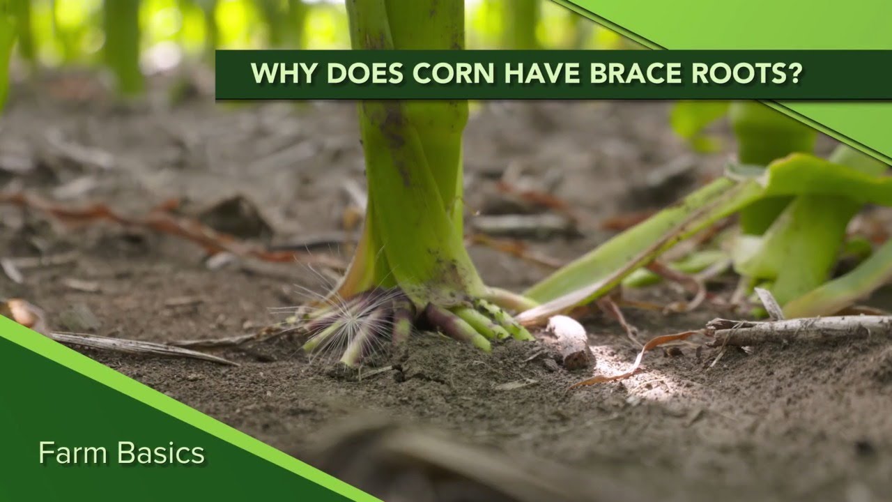 Farm Basics #1131 What are Corn Brace Roots? (Air Date 12-8-19)