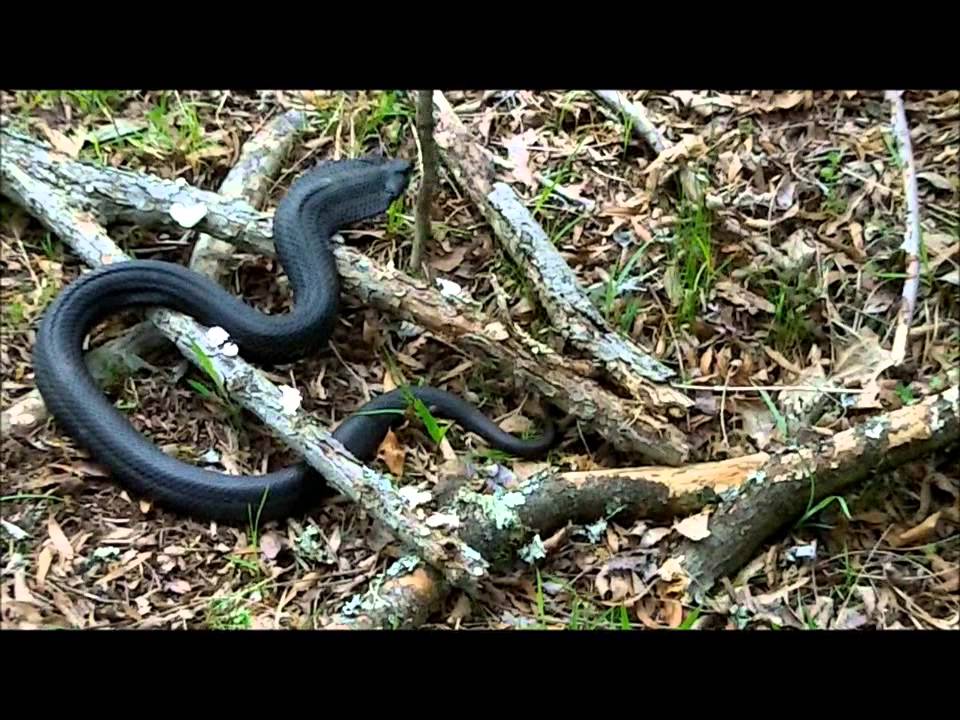 Cool Footage of a Hognose Snake AKA 