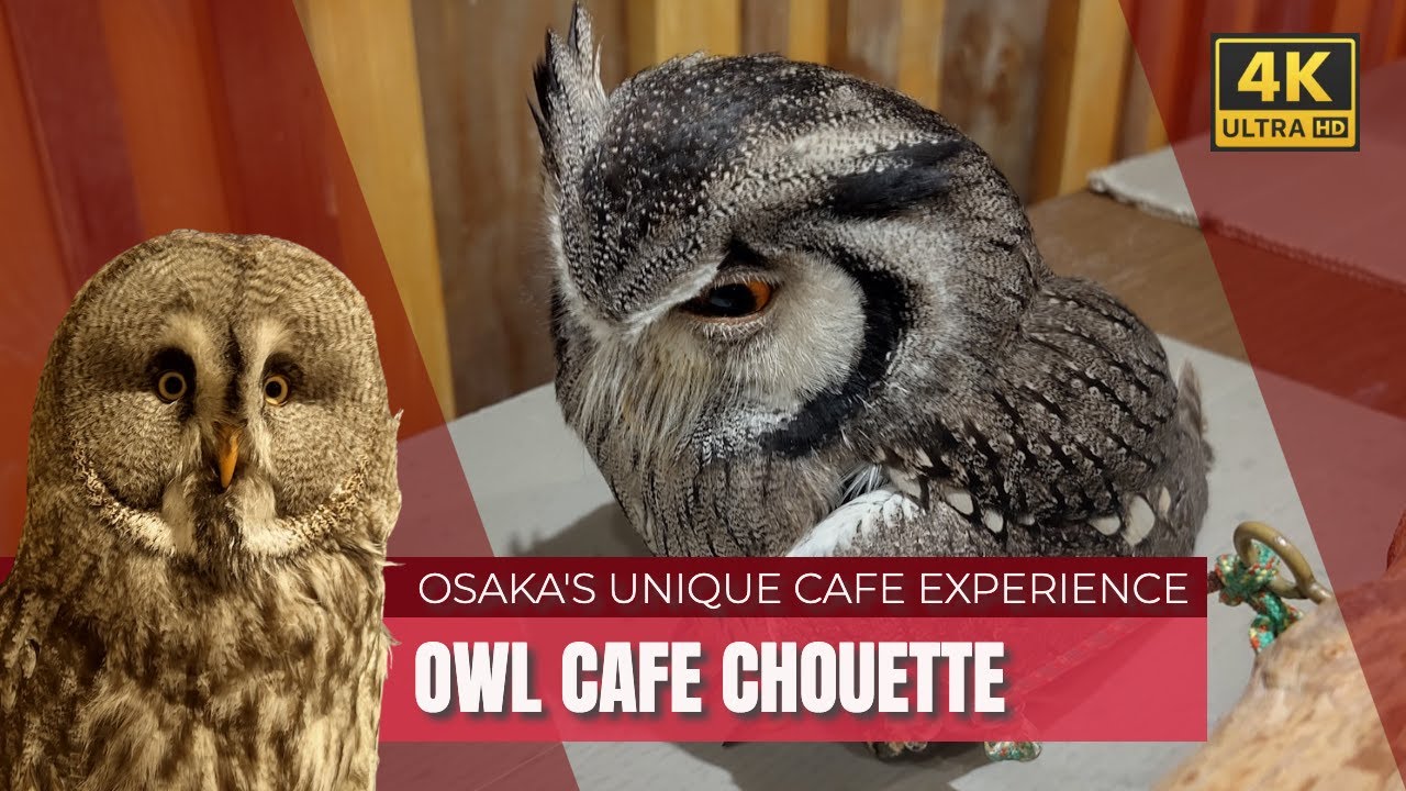 Osaka's unique experience: Owl Cafe Chouette (4K)