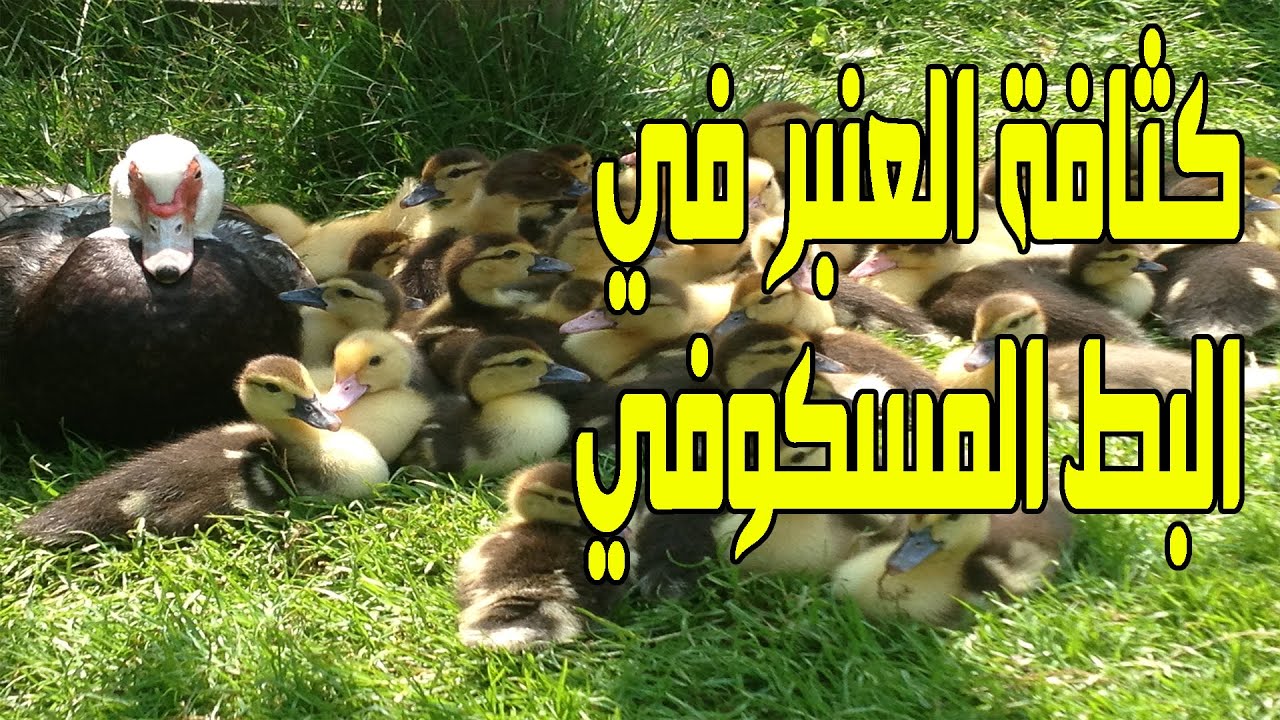 كثافة البط المسكوفي في المتر العنبر يشيل كام بطة