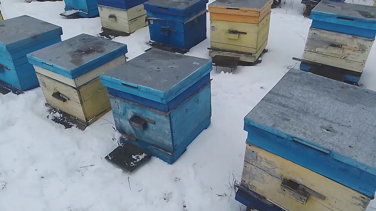 Весенние работы на пасеке март. Ждём облета пчёл.