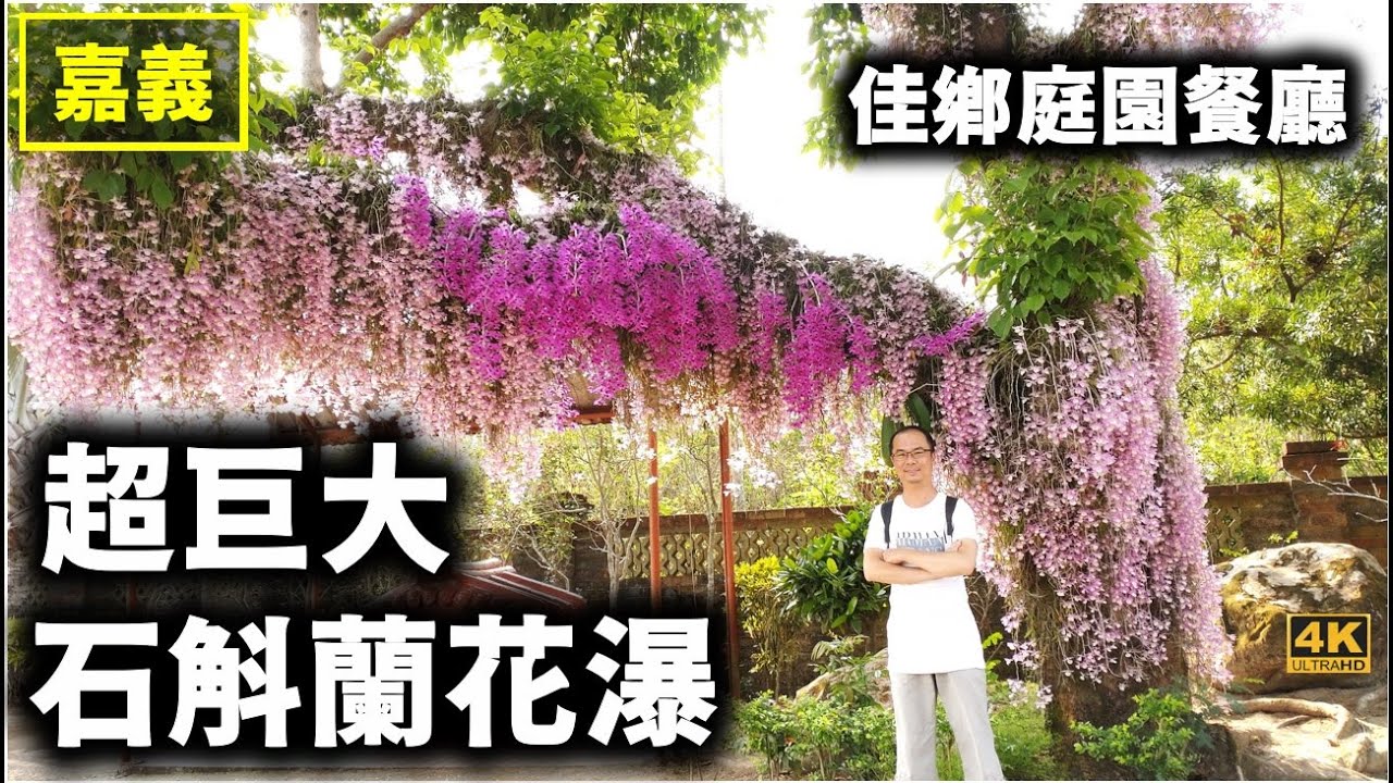【超大石斛蘭花瀑】番路鄉必訪賞花點～隱身在台3線的庭園餐廳，擁有高大茄苳樹全園區石斛蘭盛開，彷彿巨大蘭花瀑布傾洩而下！順路造訪半天岩紫雲寺，錫葉藤與花旗木同時盛開「昇龍觀音」擁有絕佳視野的廟宇！