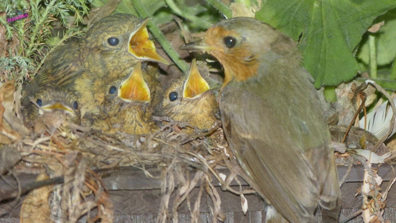 Rotkehlchen nistet auf meinem Balkon / Robin nests on my balcony