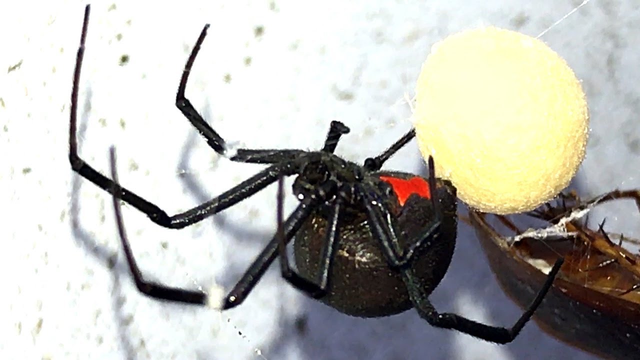 Redback Spider Flamethrower Roundup & Barbie Pet Spider Been Busy EDUCATIONAL VIDEO