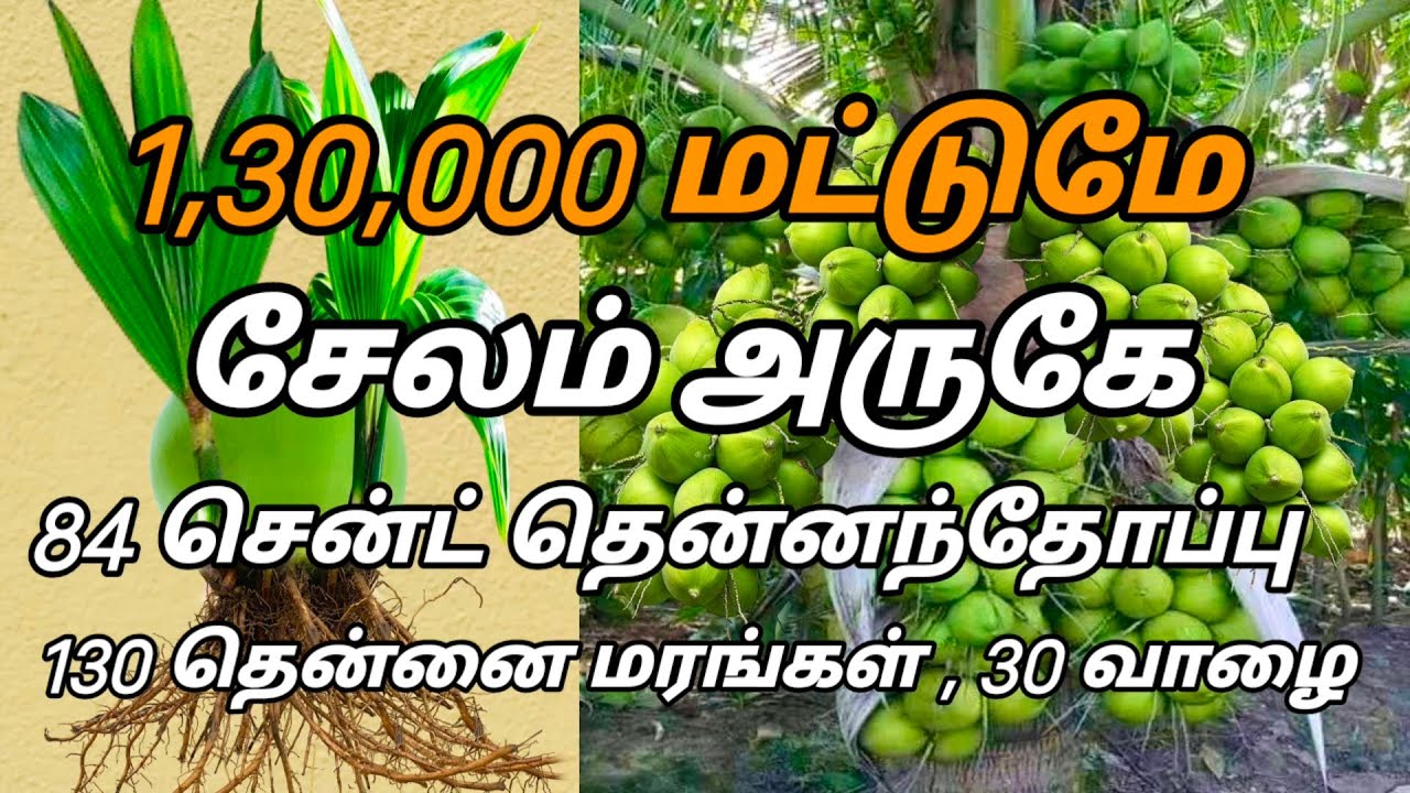 ✓#குறைந்த விலையில் தென்னந்தோப்பு விற்பனை🌴low budget coconut farm sales🌴🚜low budget farmhouse sales🏠