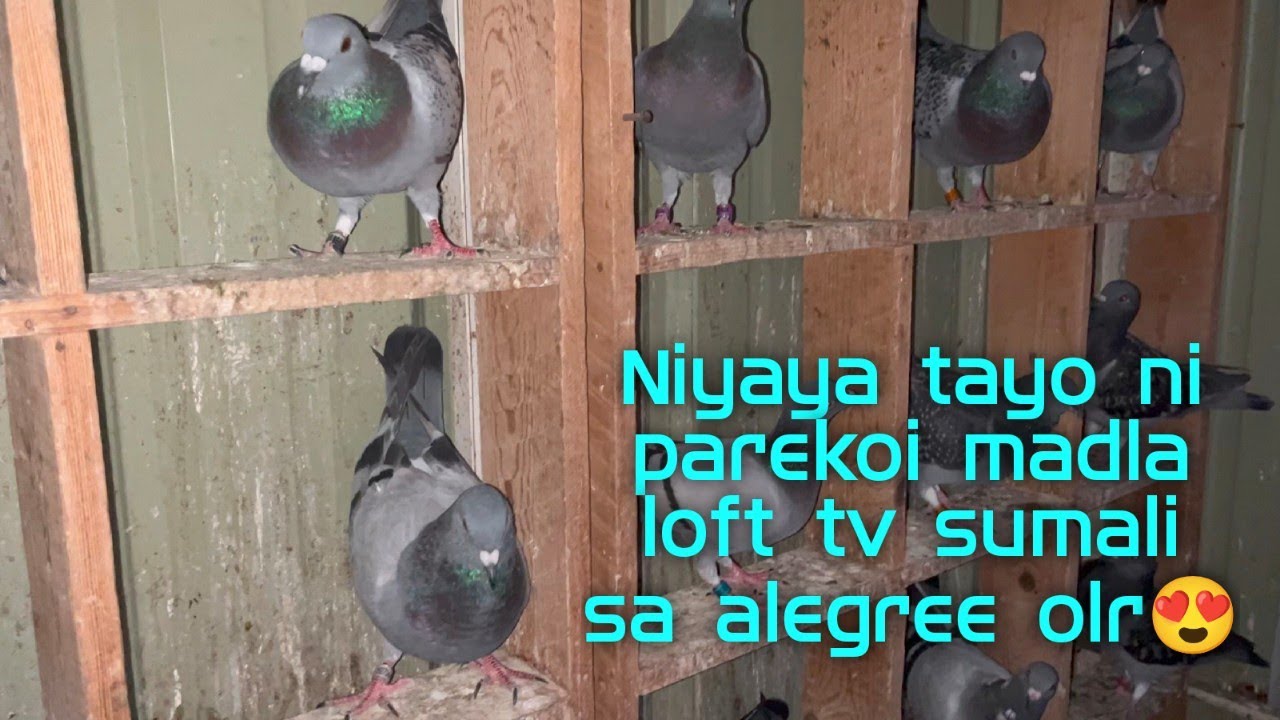 Niyaya tayo ni parekoi madla loft tv sumali sa alegree olr😍