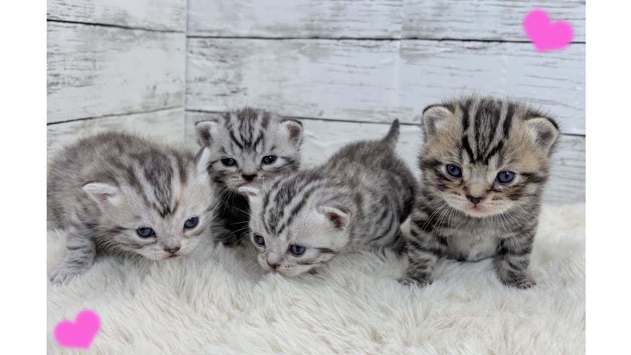 アメリカンショートヘアー×マンチカンの赤ちゃんが生まれました💕