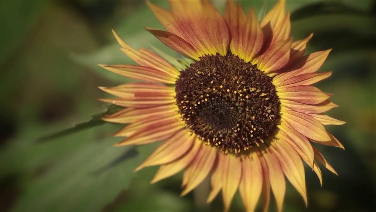 Summer Solstice 2016