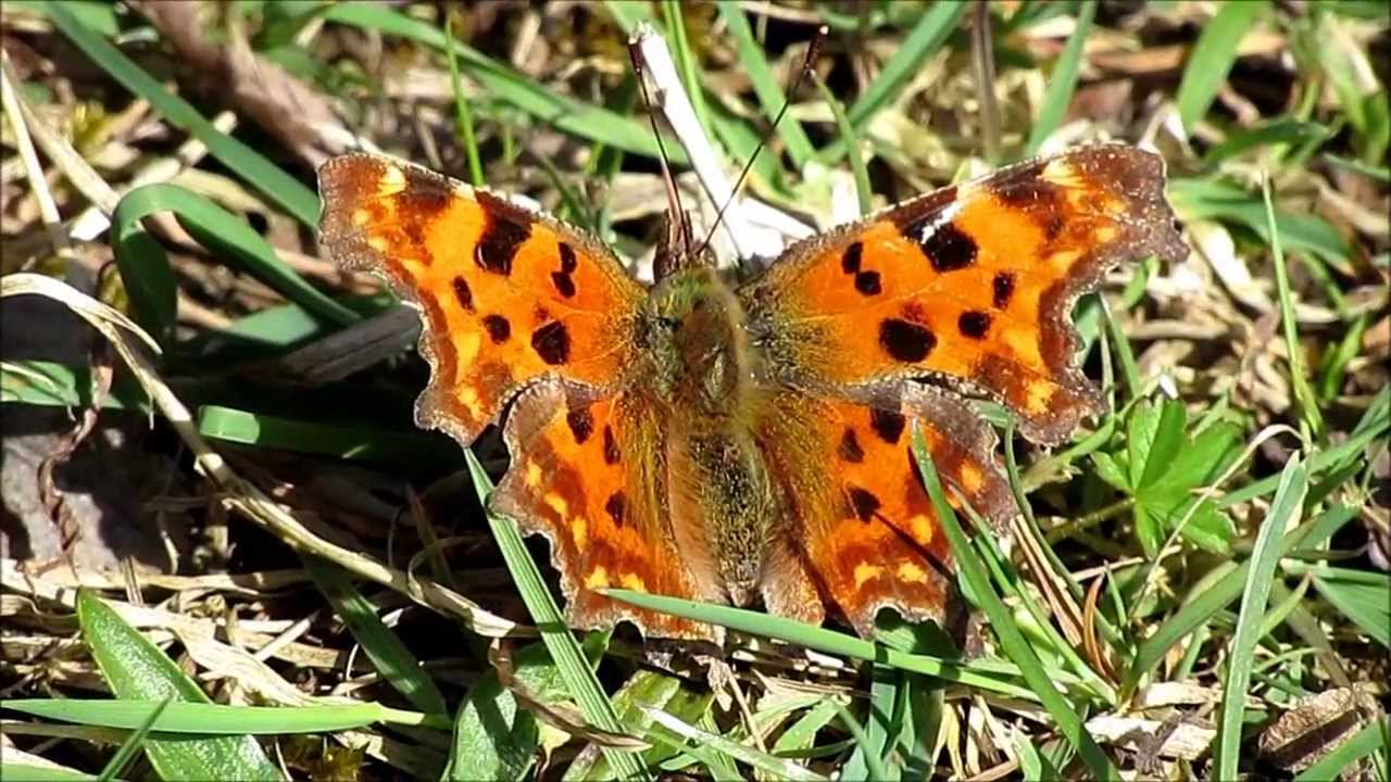 Dumpton Gap to Pegwell Bay. April 2013