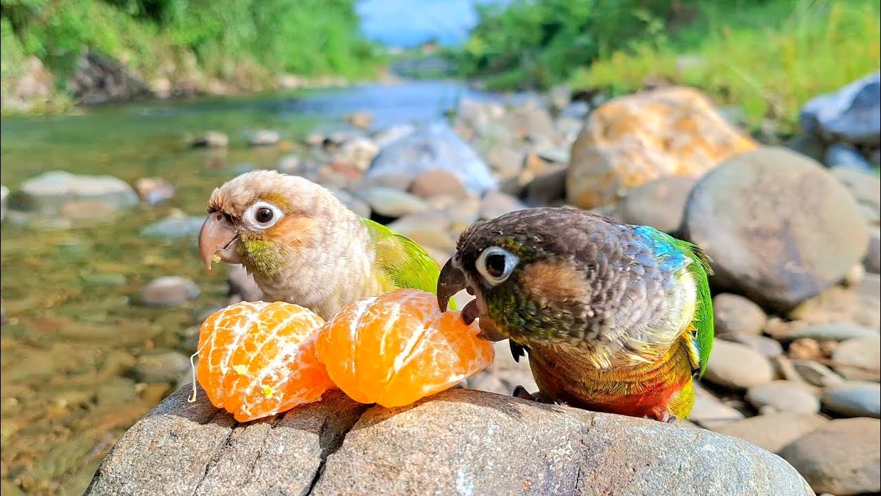 Can parrots eat oranges? Green cheek conure parrot sounds.