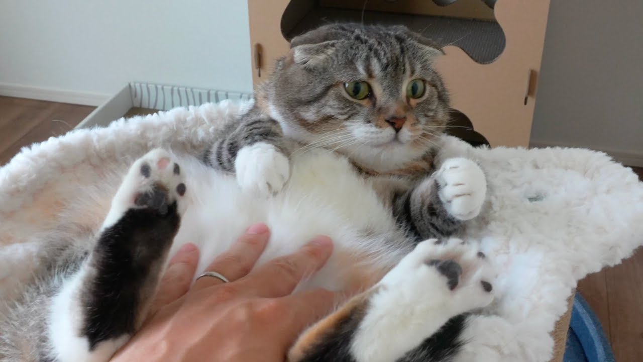 梨の木のキャットタワーでりっちゃんが途方に暮れてしまいました…😢