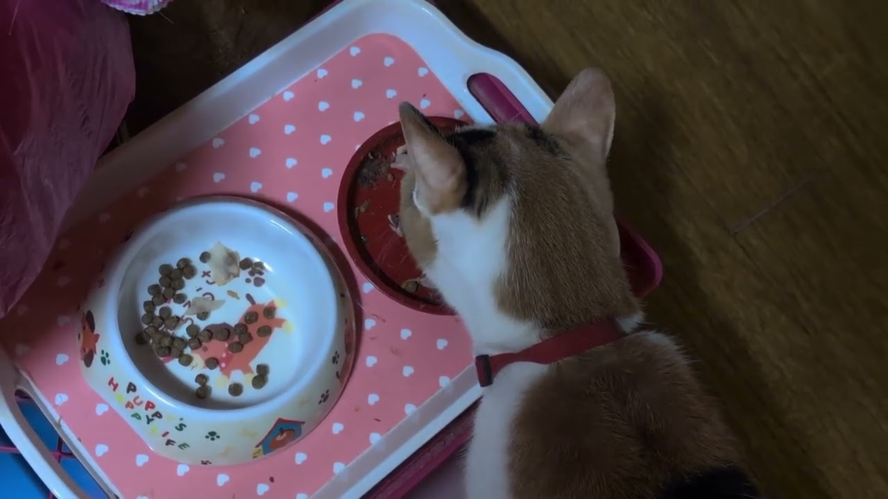 子供の頃からあげてた《かつお》を…               最近温めても美味しい事が分かって（猫舌だと思ってたから）温めてあげたら食いついて食べるプッチよかったね😊#cat # #みぃの小部屋 