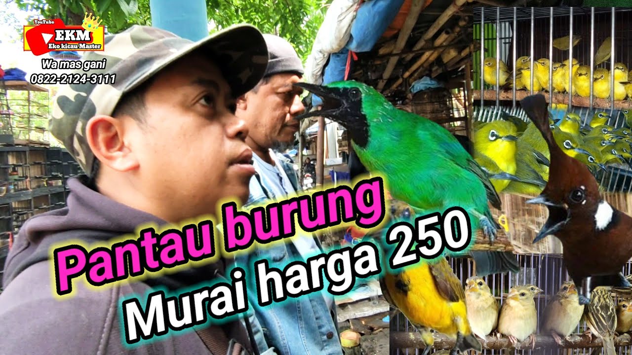 LAPAK PASAR BURUNG SUKAHAJI ‼️READY BURUNG GACORAN OMBYOKAN , REVIEW STOK TERBARU 