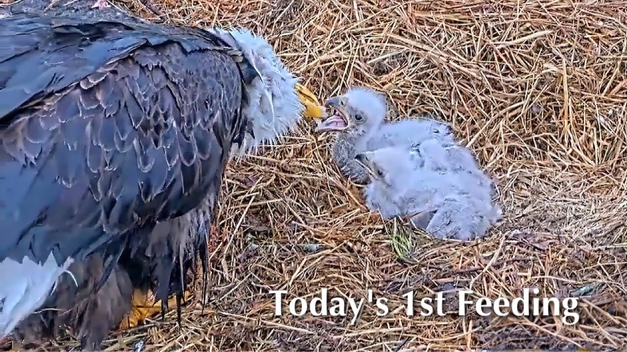 86🦅BC28🐥11° & BC29🐥9°／Bluff City Bald Eagle Nest 2026／Frances💗Franklin ／ETSU/BTES Eagle Cameras