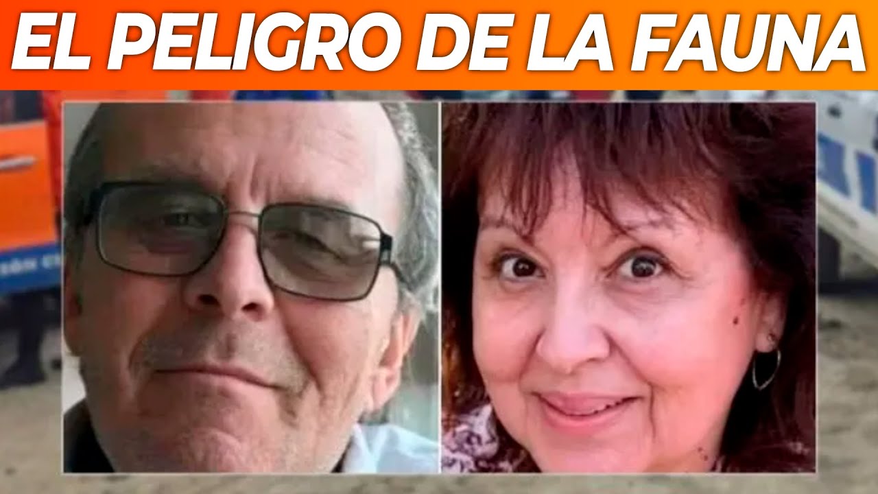 Pumas y jabalíes, otros de los peligros que afrontan los ancianos perdidos en Chubut