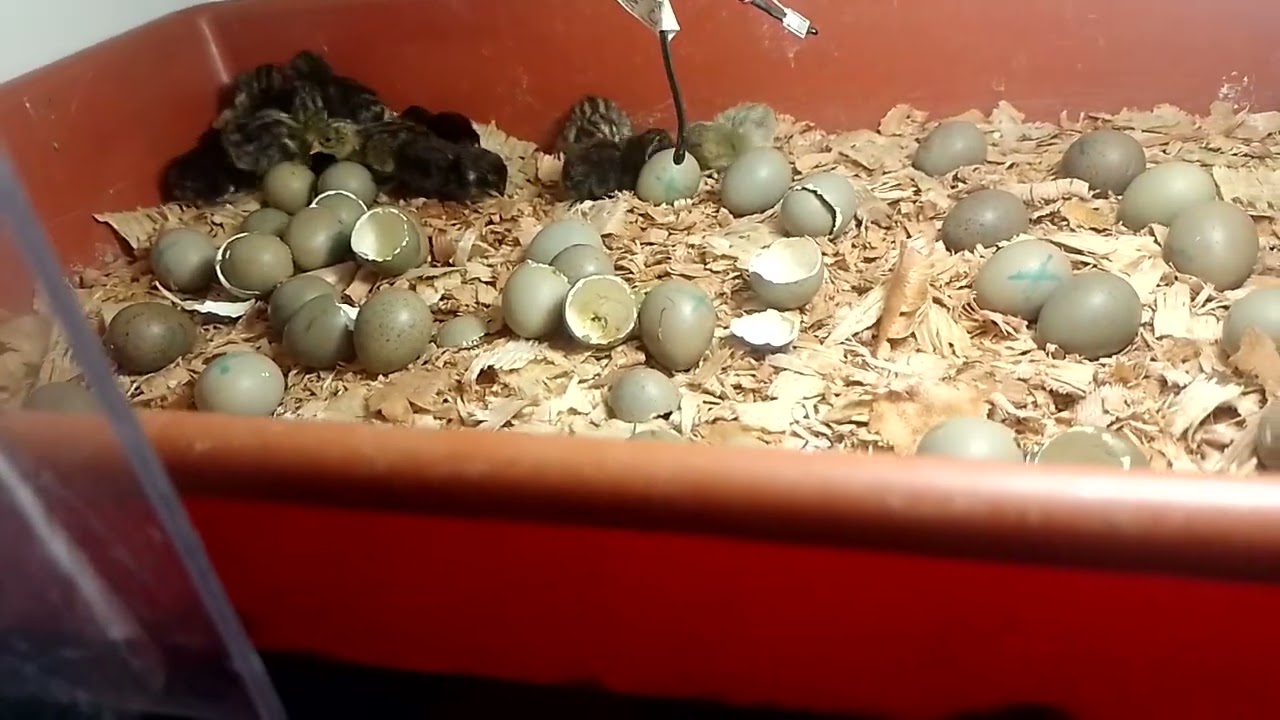 nacimento de codorna chinesa, fica para n&atilde;o sujar a chocadeira!