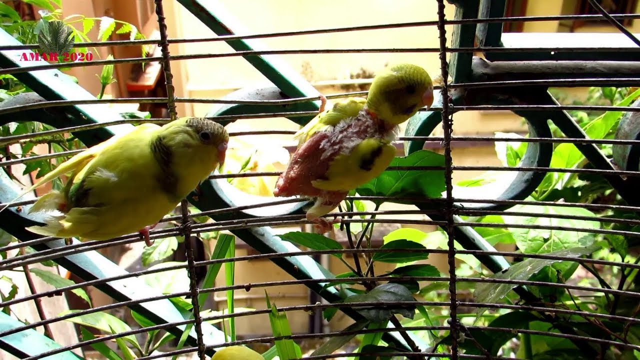 FRENCH MOLT DISEASE IN BUDGERIGARS NO SOLUTION? । फ्रेंच मॉल्ट डिजीज बजरी पैरेट में
