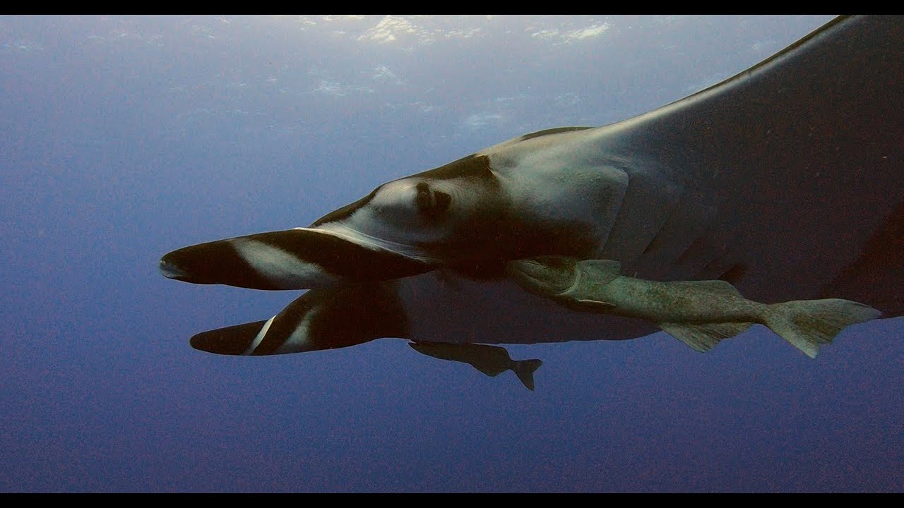 Diving the Revillagigedo Archipelago or Socorro May 2023