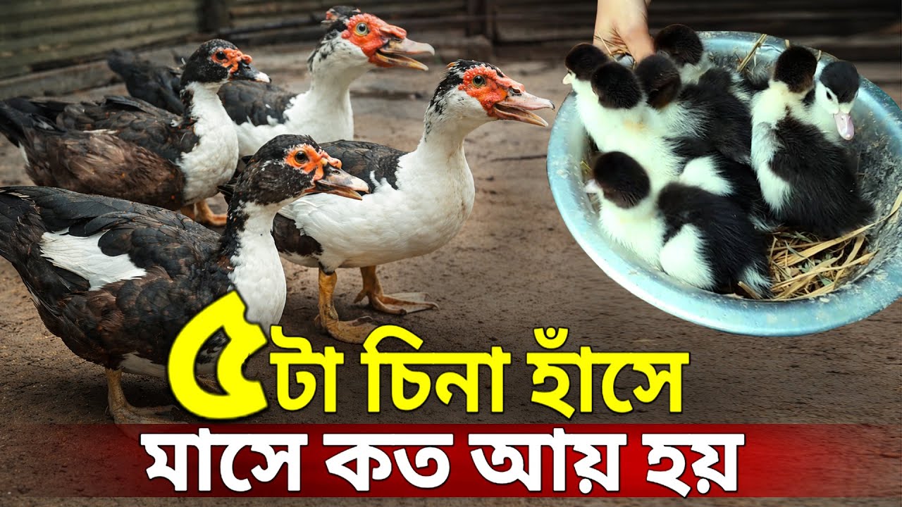 ৫টা চিনা হাঁস থেকে মাসে কত টাকা আয় হয়? সম্পূর্ণ হিসাব | হাঁস পালন পদ্ধতি