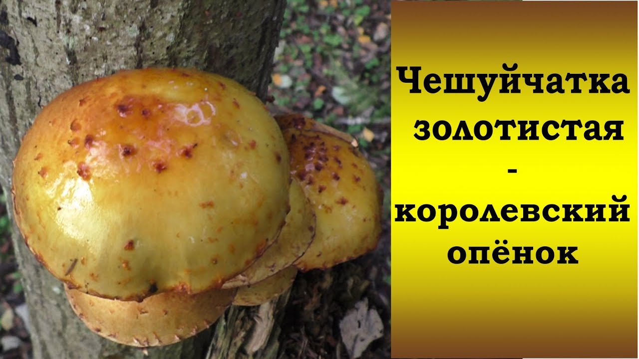 Чешуйчатка золотистая - королевский опёнок!