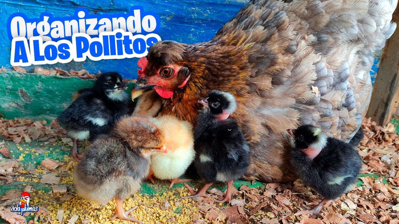 Organizando el Sitio de los Pollitos Recién Nacidos 🐥
