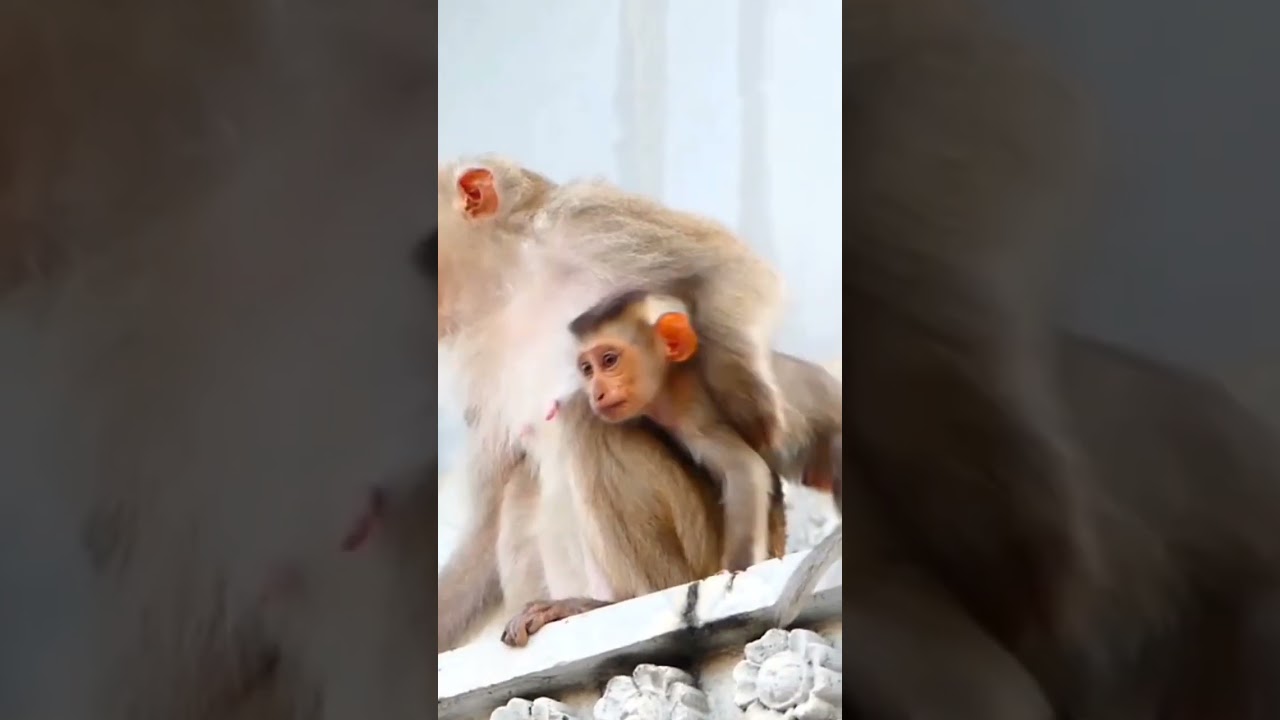 #monkey #cute #animals #babymonkey #funny #animalvillagecutest #mothermoly #babyanimal #babyprimate