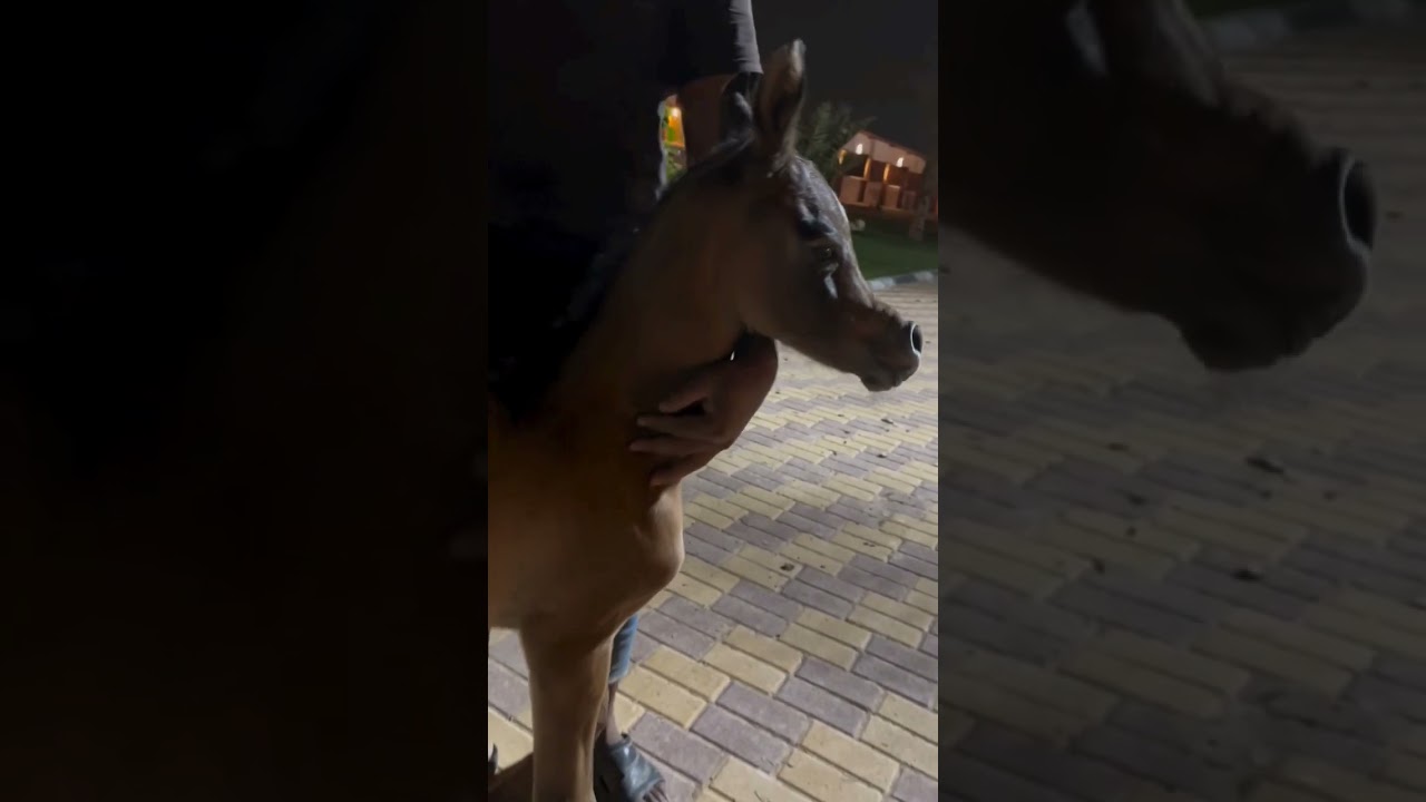 Newborn Arabian Foal! 