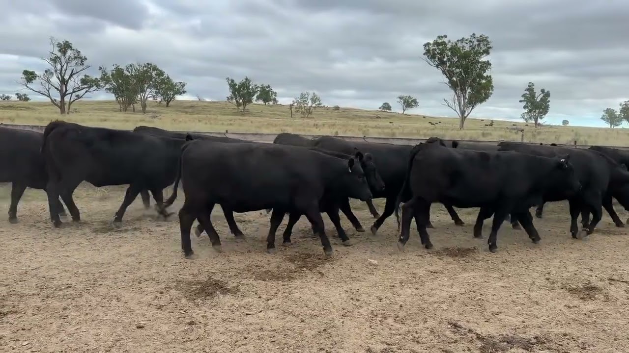 41 ANGUS X ANGUS AI'd PTIC Heifers - 531.5kg