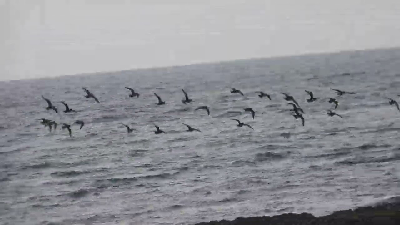 European Golden Plover, Piviere dorato (Pluvialis apricaria)