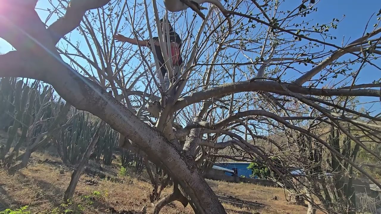 Cortando la ciruelas verdes