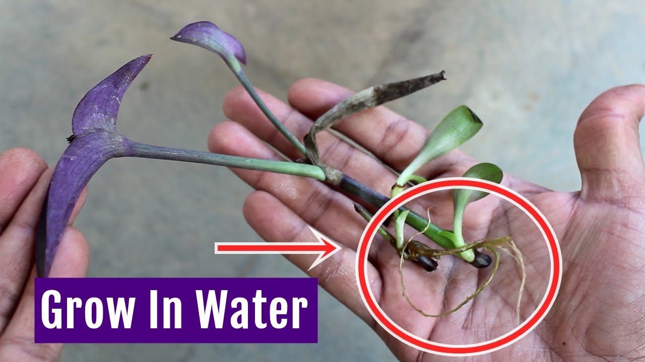 Simplest Way to Grow/Propagate Purple Heart Plant from Cuttings