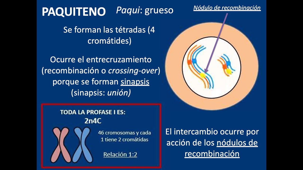 Embriología: Meiosis