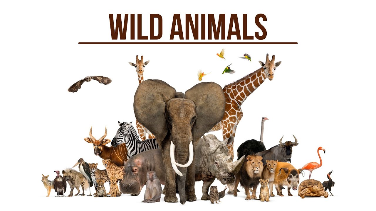 Wild animals and their sounds!