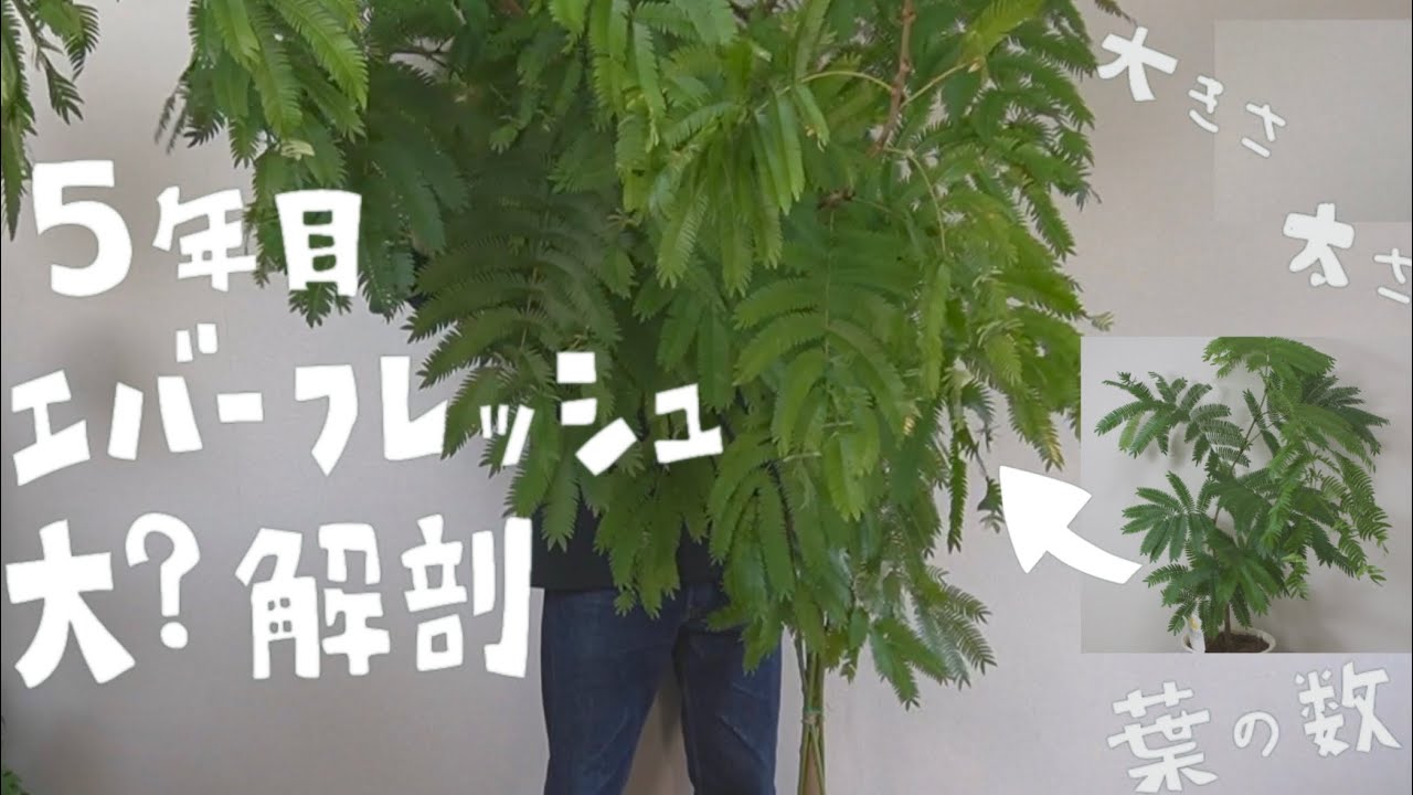 【観葉植物】五年目エバーフレッシュの大きさ！太さ！成長度！Check！