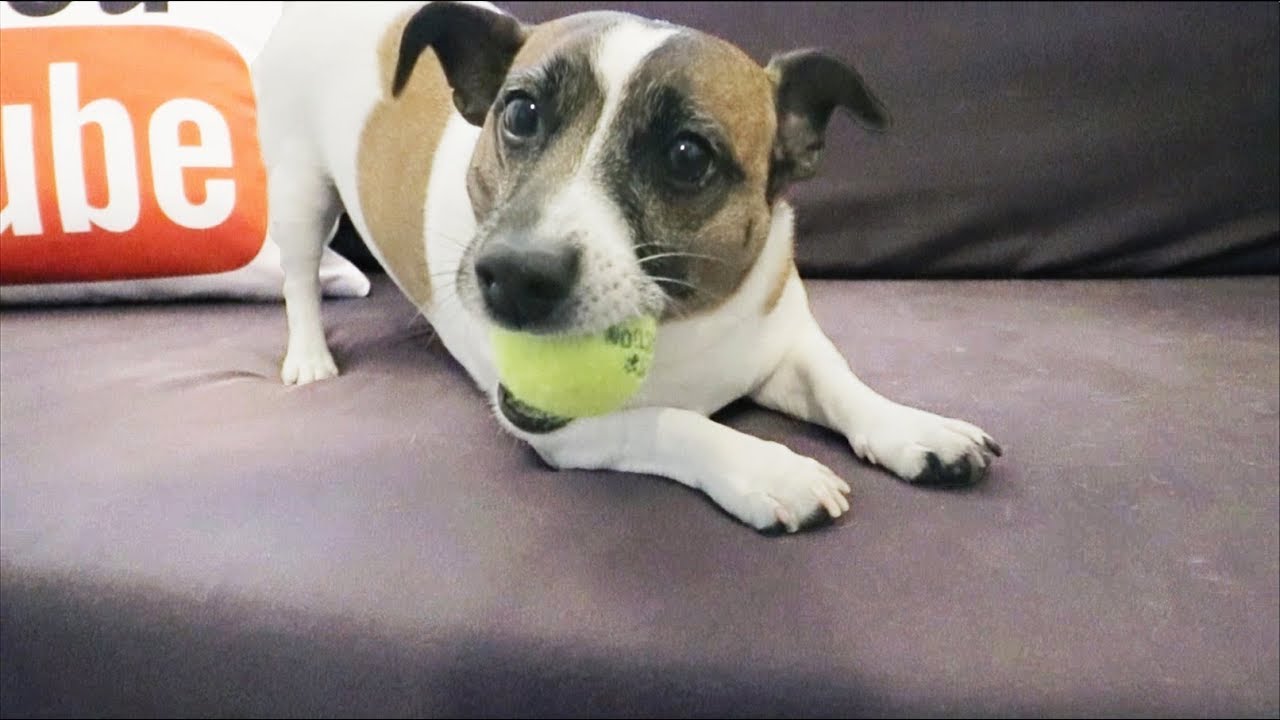 Why AUTISM Animal Assisted Therapy WORKS!