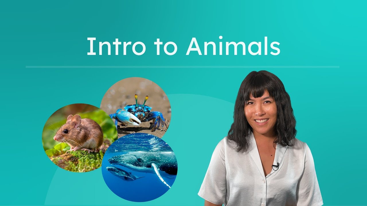 Intro to Animals - What Makes an Animal
