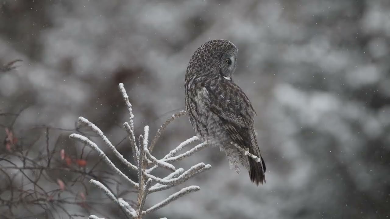 Great gray owl on a snowy day