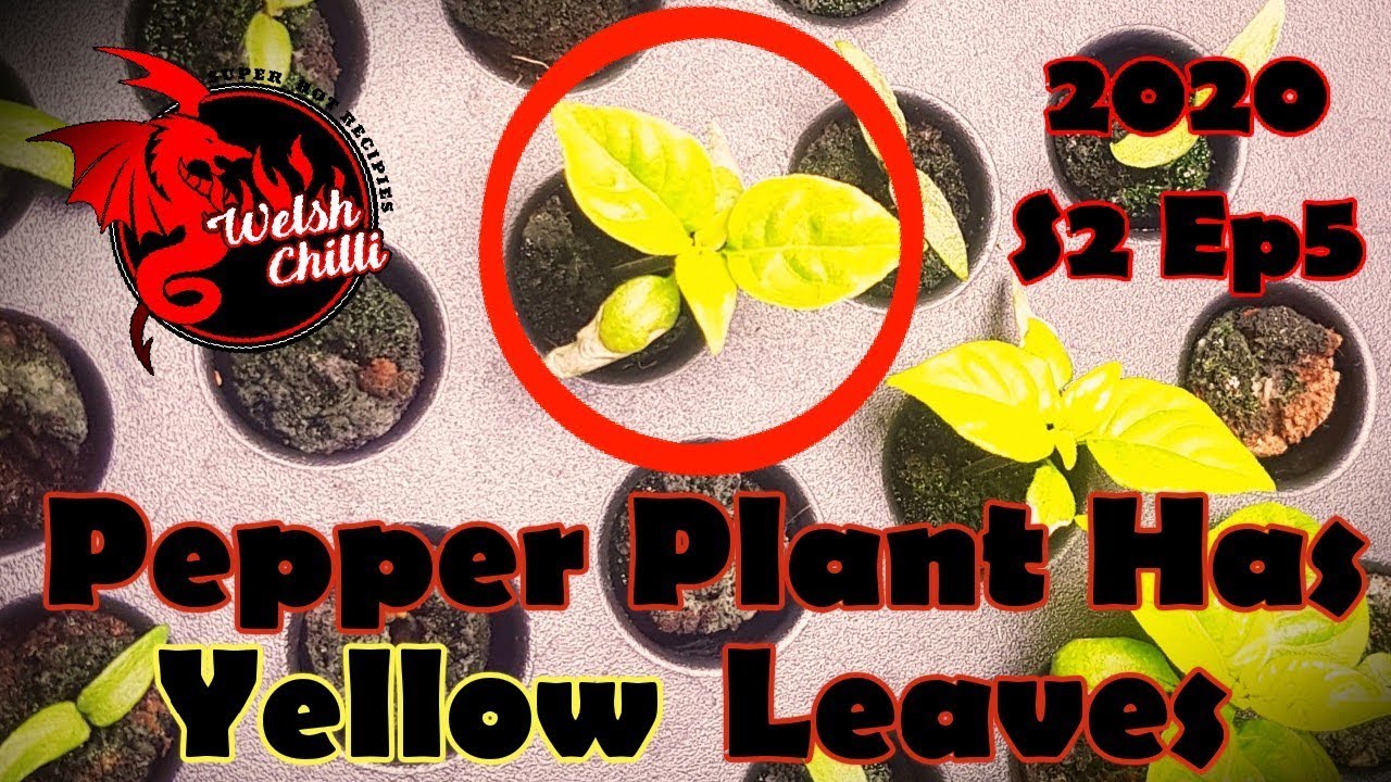 What to do if your PEPPER PLANT HAS YELLOW LEAVES