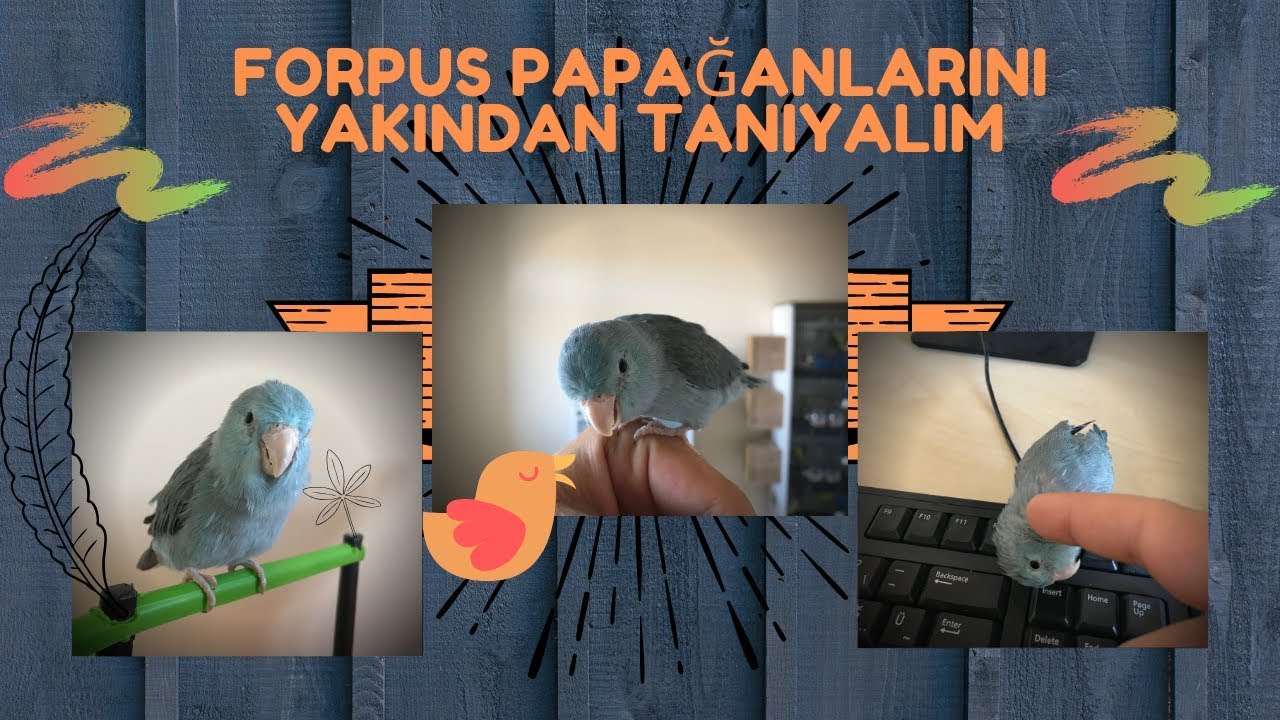 FORPUS PAPAĞANLARI HAKKINDA GENEL BİLGİLER