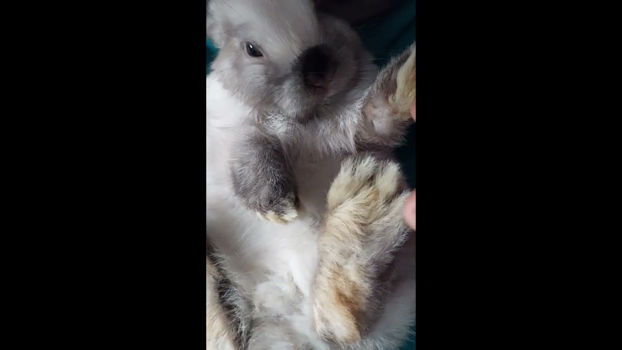 ApolloTheRabbit 002