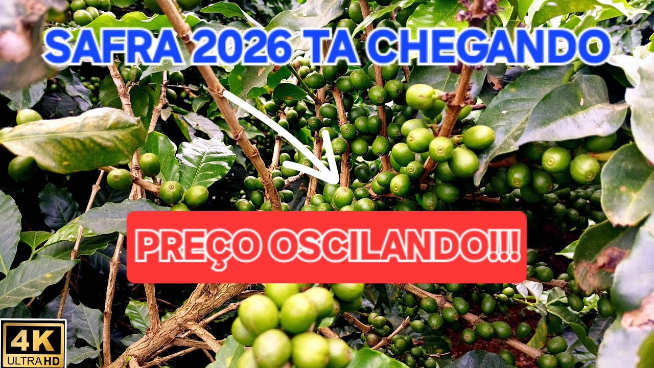 Veja como está as lavouras de café na minha região!
