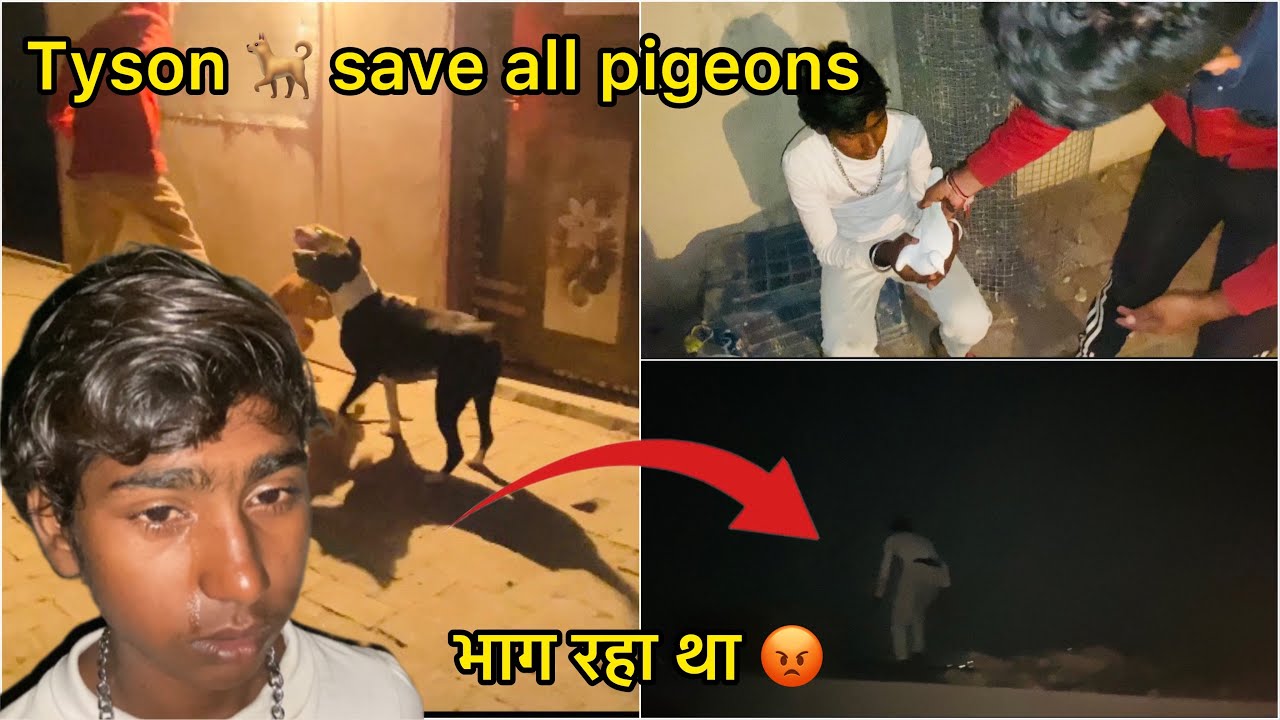 Kabootar Chori ?? 😳 My dogs saves my pigeons from thief ☠️