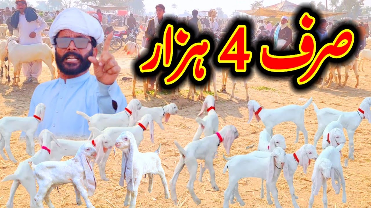 Khalid Bhai with cheap children, visit goat farm Dera Ghazi Khan Dera Ghazi Khan Mandi 0313 5863333
