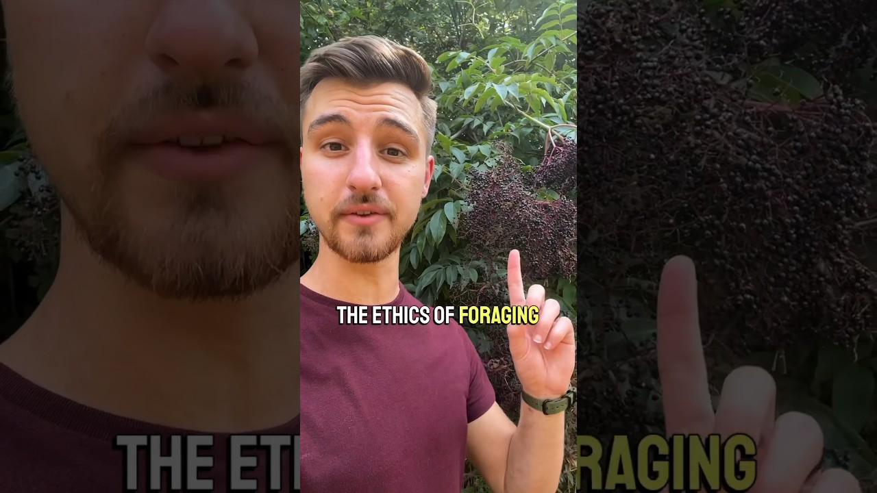 Honestly this is ridiculous #elderberry #foraging #sustainability