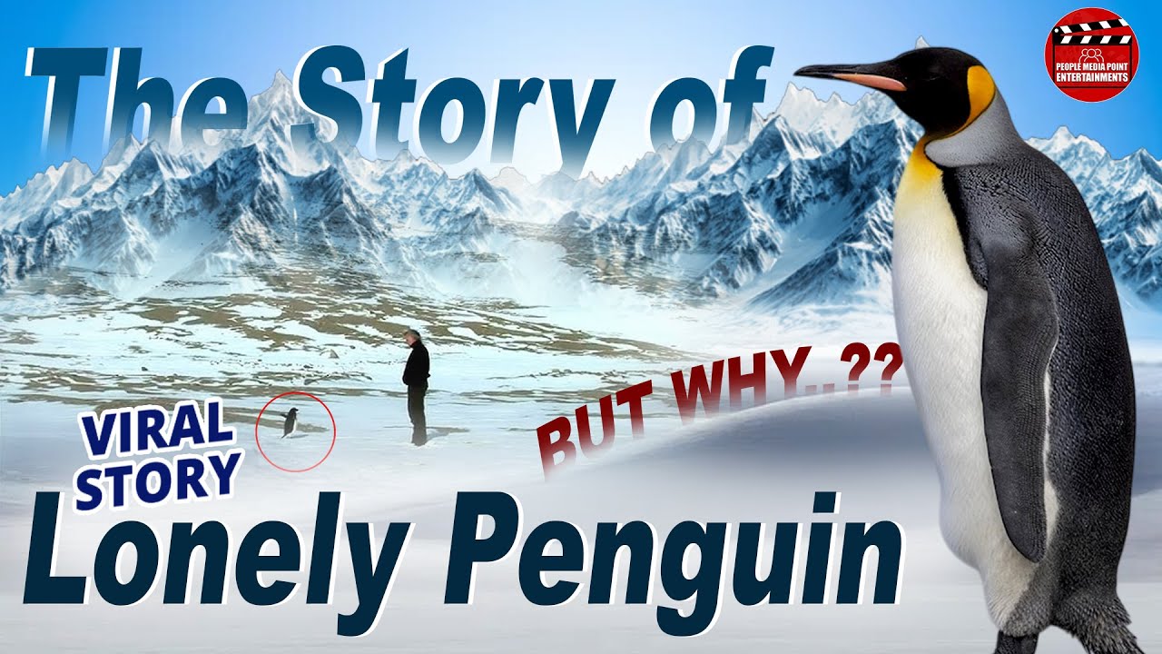 The story of Lonely penguin..| viral penguin story full video | People Media Entertainments
