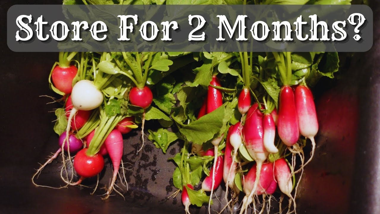 Harvesting And Storing Radishes For Long Term Storage | Harvesting Radishes | How To Store Radishes