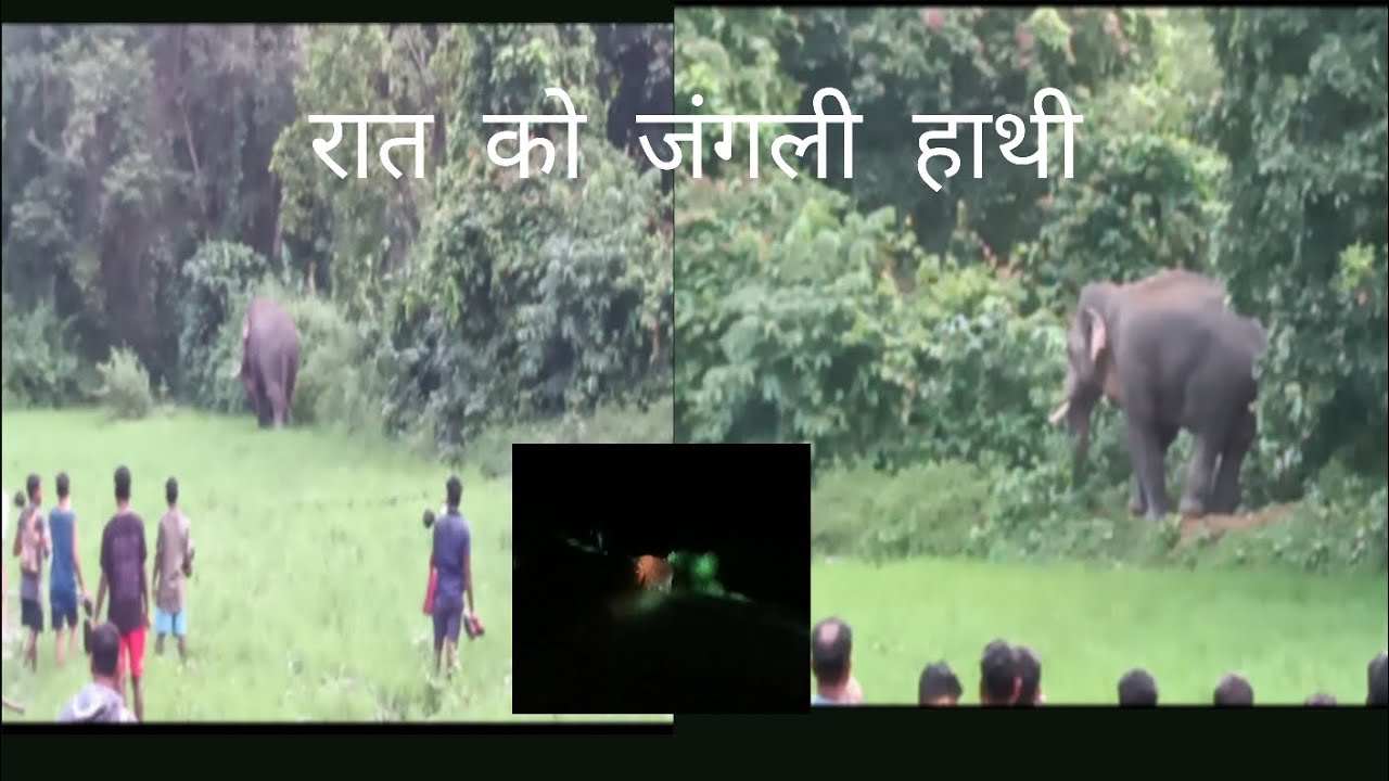 बोलबा प्रखंड मे जंगली हाथी aaya ta  😱🦣🦣🦣🦣🦣🦣🦣🦣🦣🦣🦣