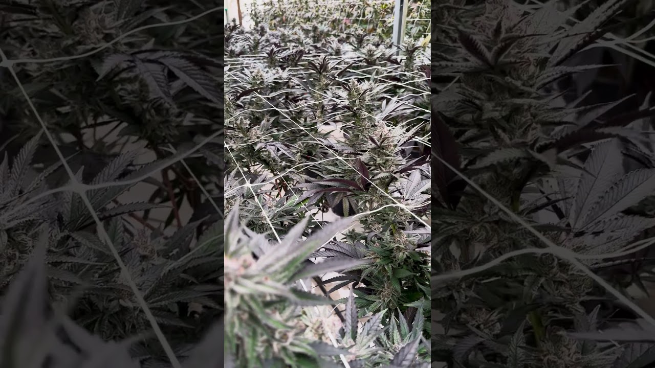 Prohibition 37: Unique Cannabis Color Fades &ndash; Tropical Runtz, Terpgasm & Plasma Gas