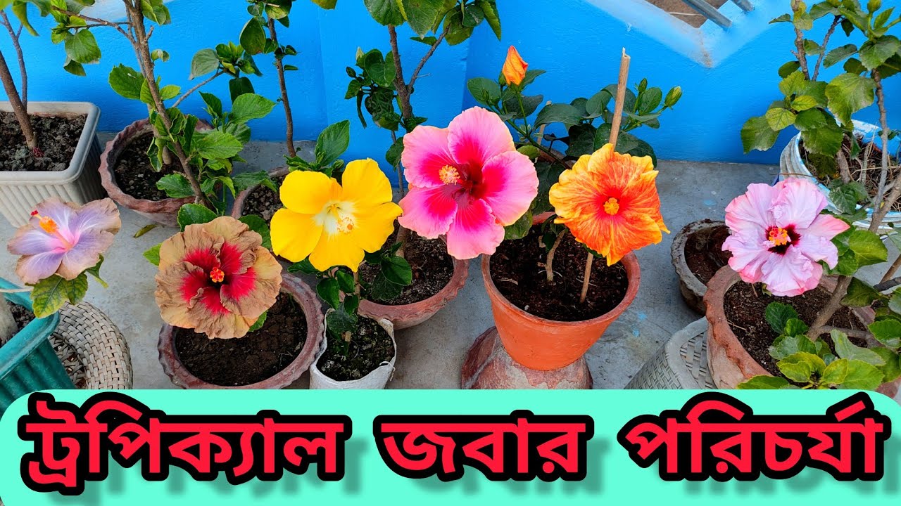 ট্রপিকাল জবা গাছের পরিচর্যা | Hibiscus plant care tips in bengali